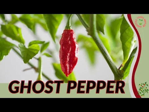 Visual for this record: Pulse Evolution's own SEC filing names Pepper's ghost, not a hologram
